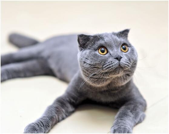 猫罐头多久喂一次?别再乱喂了这些知识你要知道!