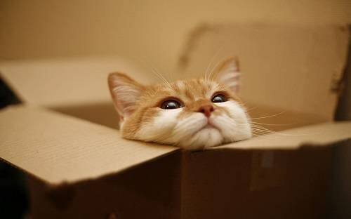 猫罐头多久喂一次?别再乱喂了这些知识你要知道!