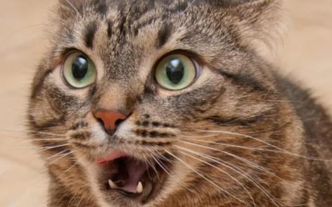 猫能吃骨头吗？猫咪生骨肉喂养的好处