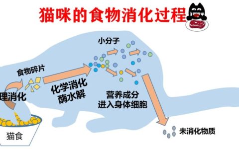 猫咪吃肉拉的粑粑少，臭味也减少了正常吗？