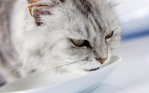 猫口炎打什么针好得快？附猫咪口炎的缓解方法