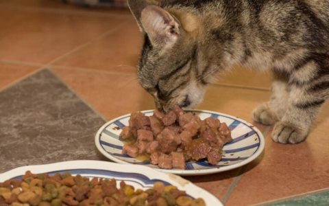 猫只吃猫粮会营养不良吗？营养均衡的喂食方法