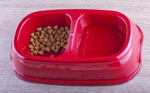 猫换粮后拉稀还继续喂吗？猫咪换粮的正确技巧