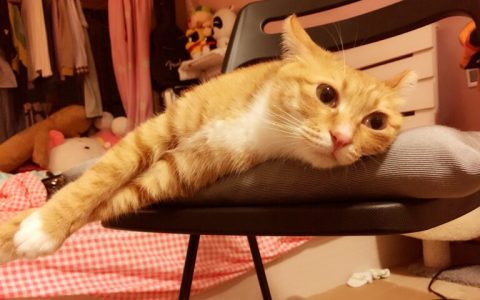 猫咪叫声沙哑而且很小是什么原因？这5点很常见！
