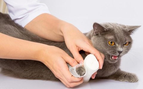 猫咪受伤了怎么办？猫咪伤口的处理方法