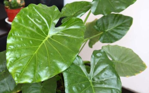滴水观音夏天怎么养？夏季养护滴水观音注意事项