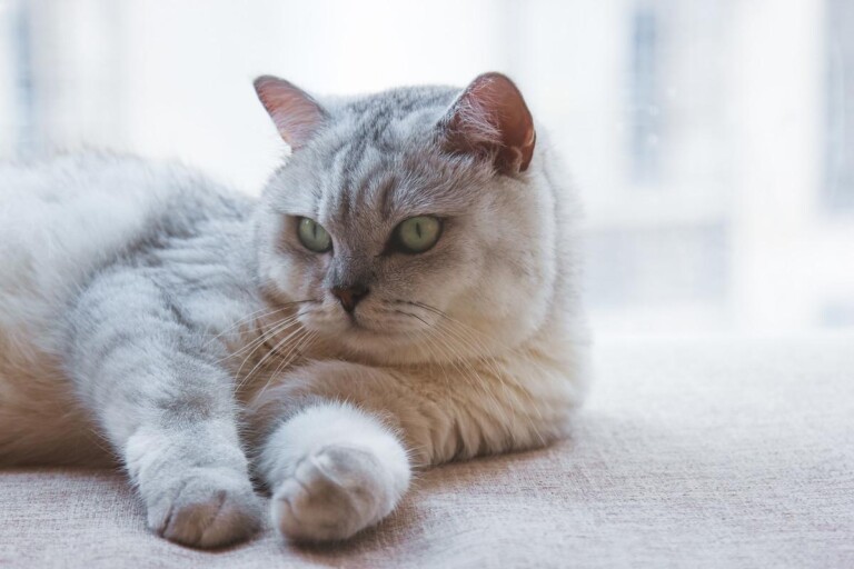 猫导尿多少钱一次?附预防猫咪尿闭的方法