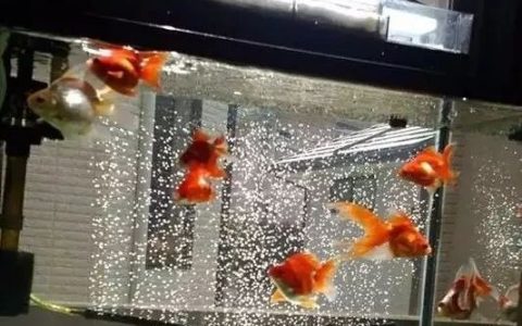 鱼缸过滤棉需要经常清洗吗？清洗滤棉注意事项