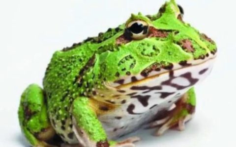 角蛙怎么养？角蛙新手入门饲养教程