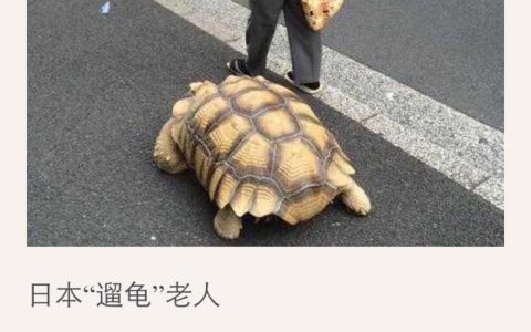 乌龟认识自己的主人吗？乌龟分辨主人的方法