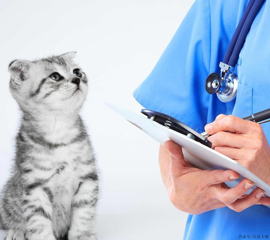 猫腹式呼吸怎么判断？腹式呼吸的症状与预防措施