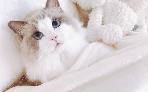 布偶猫价格多少钱一只？各类型与地区价格一览