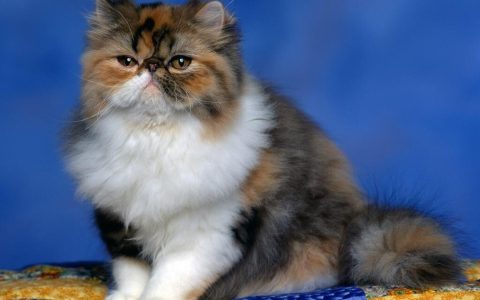 波斯猫价格多少钱一只？不同波斯猫价格区间
