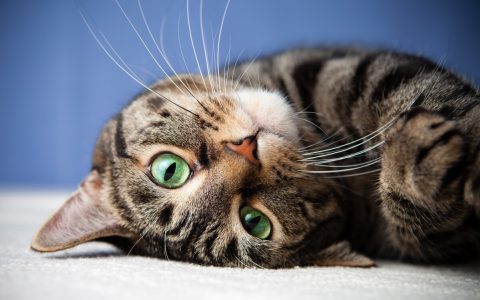 猫咪真咬和假咬区别，附分辨方法与应对措施
