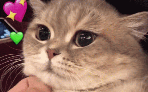 猫怀孕吃什么补充营养好？这些食物都是不错的选择