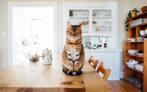 猫主食罐头哪个品牌的比较好？10款高品质猫主食罐头推荐