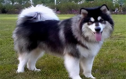 阿拉斯加犬多少钱一只？阿拉斯加常见问题解答