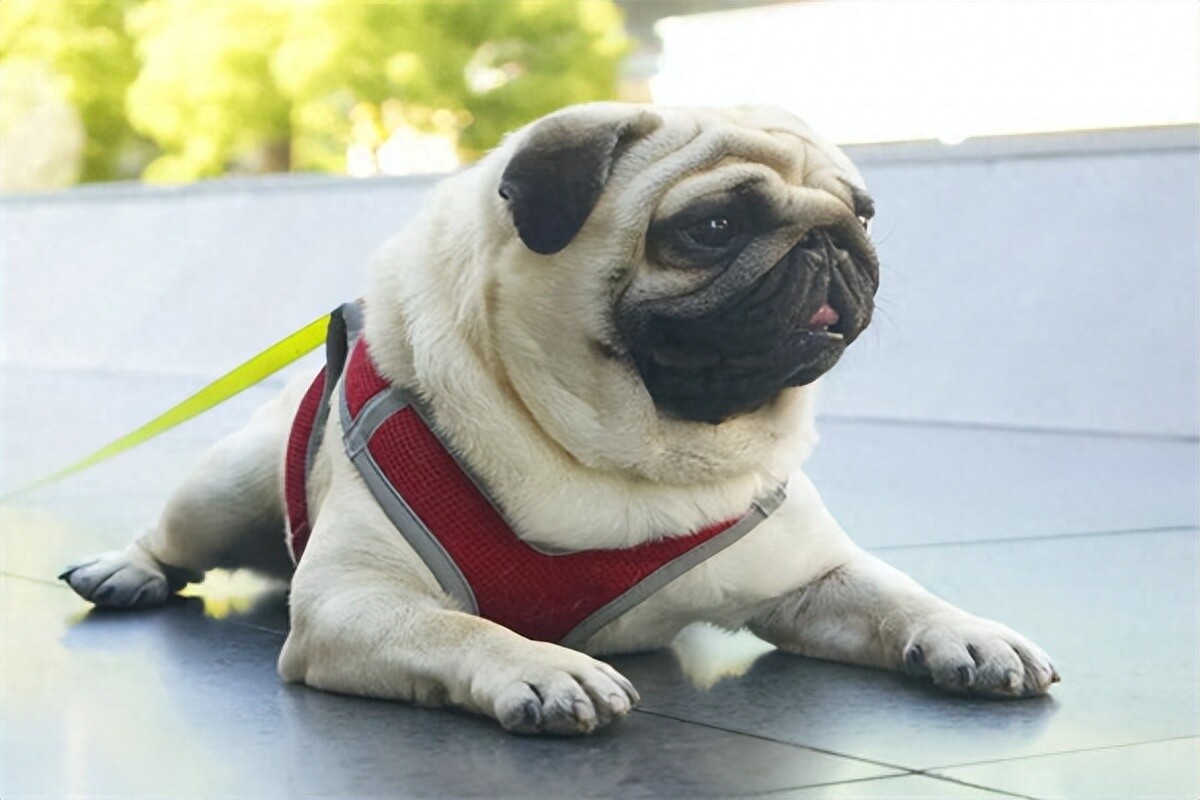 宠物八哥犬多少钱一只？最新报价与饲养注意事项