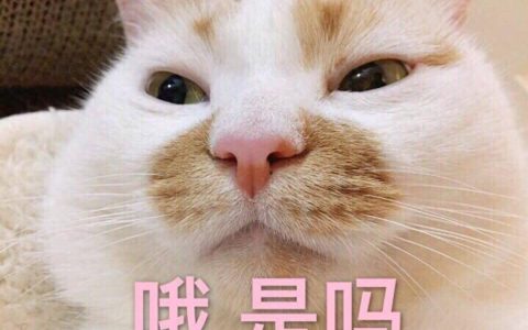 猫一岁相当于人的几岁？单纯的等比换算可能并不准确哦~