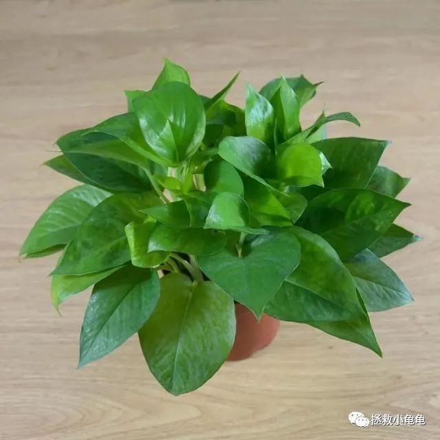 哪些植物对龟有害?家里有这些的要注意了!