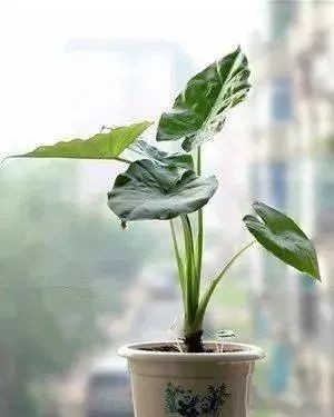 哪些植物对龟有害?家里有这些的要注意了!