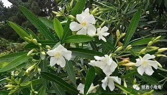 哪些植物对龟有害?家里有这些的要注意了!