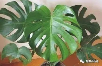 哪些植物对龟有害?家里有这些的要注意了!