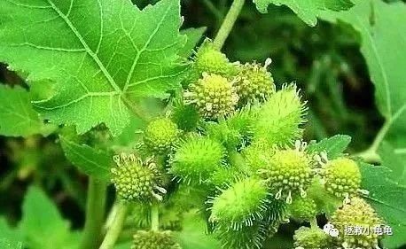 哪些植物对龟有害?家里有这些的要注意了!