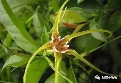 哪些植物对龟有害?家里有这些的要注意了!