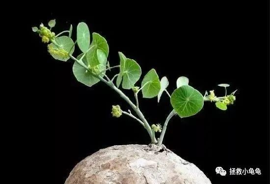 哪些植物对龟有害?家里有这些的要注意了!