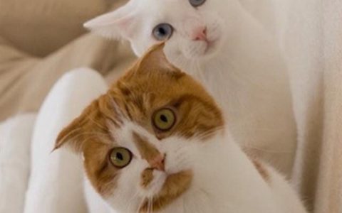 辽宁盘锦一企业用 40 多只猫组队守粮仓，网友：养猫千日，用猫一时！