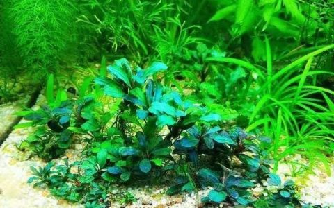 不适合在水草缸中饲养的观赏鱼种有哪些？