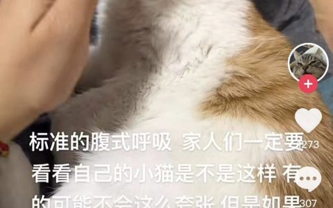 腹式呼吸：猫咪的求救信号，严重时会危害生命！
