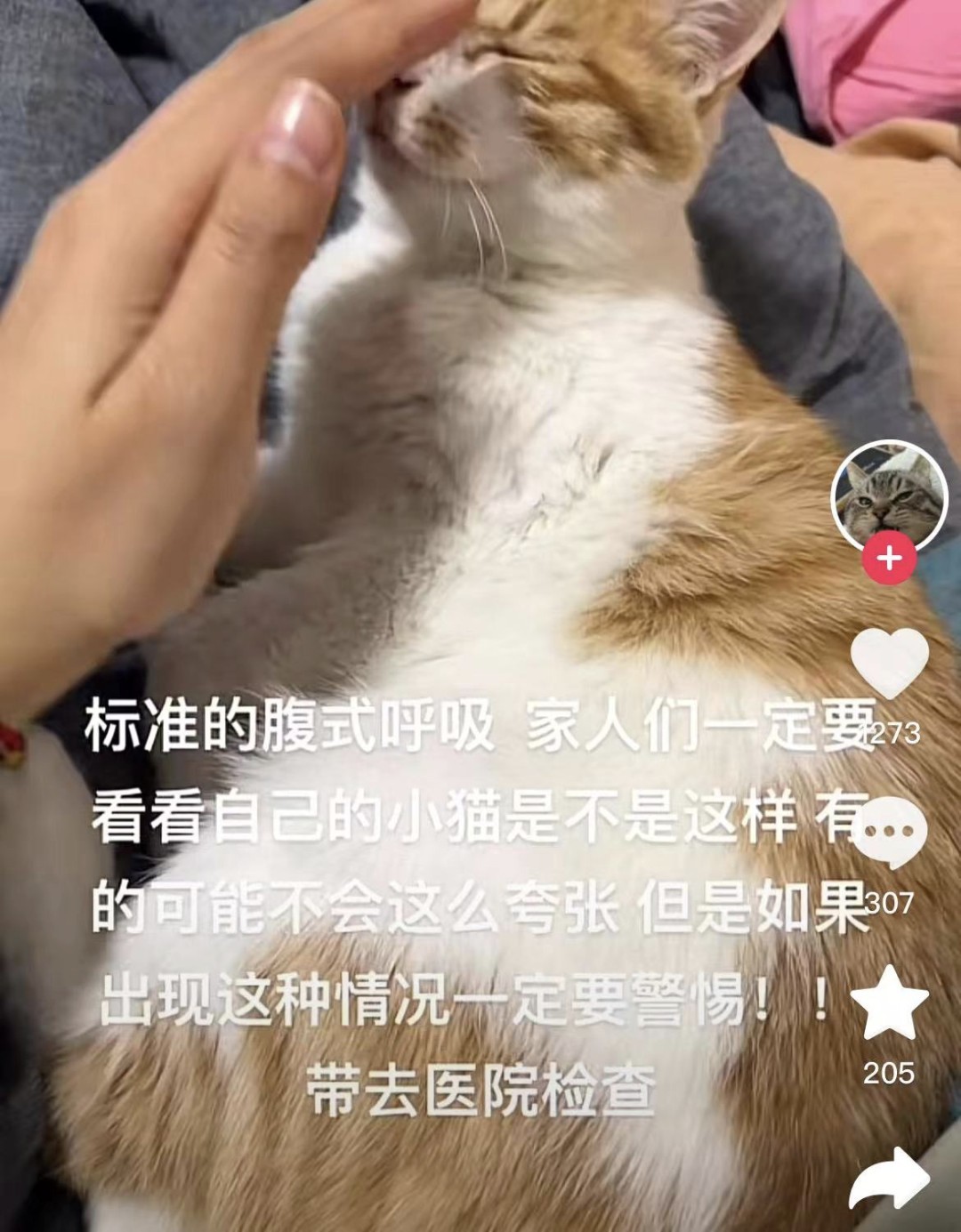 猫咪腹式呼吸