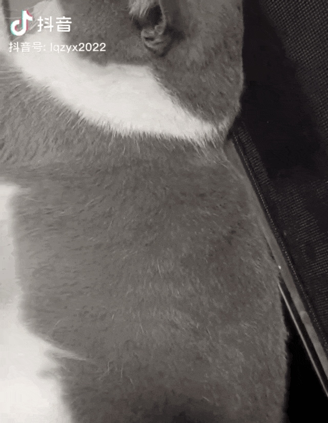猫咪腹式呼吸