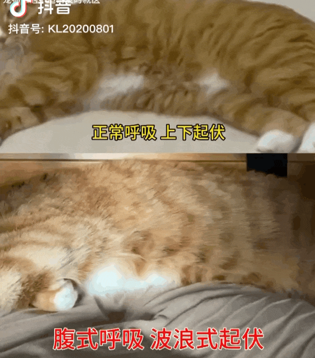 腹式呼吸:猫咪的求救信号,严重时会危害生命!
