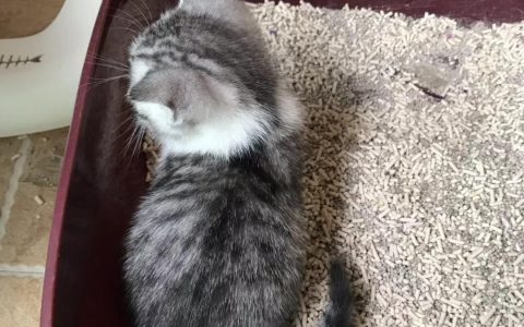How to Train Your Cat ......?