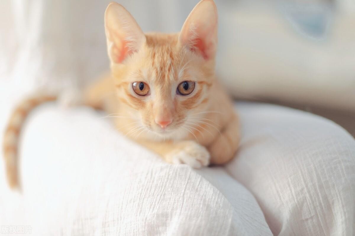 如何训练猫咪知道自己的名字？多喊、奖励、互动三步曲