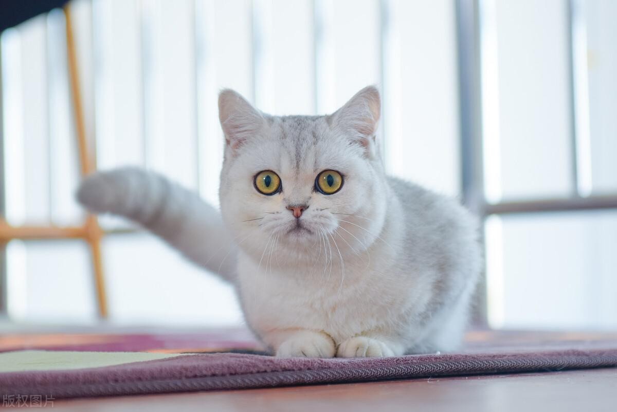 如何训练猫咪知道自己的名字？多喊、奖励、互动三步曲