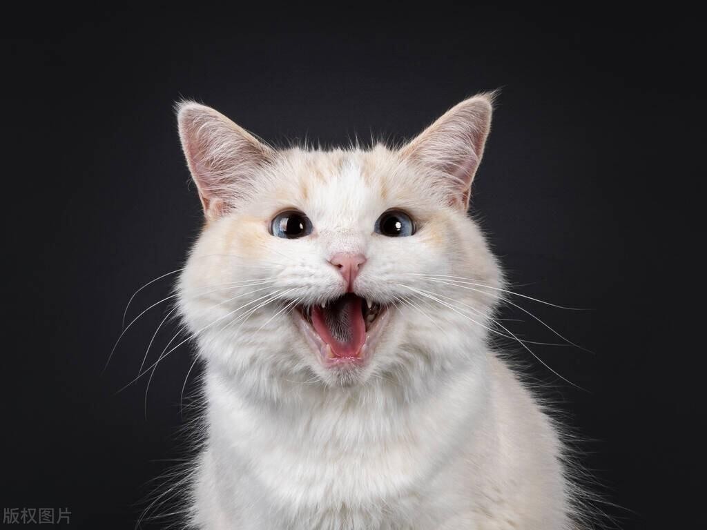 如何训练猫咪知道自己的名字？多喊、奖励、互动三步曲