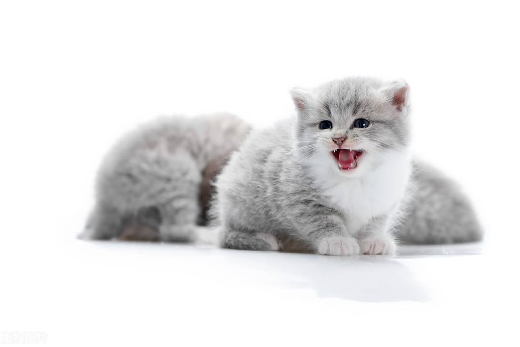 如何训练猫咪知道自己的名字？多喊、奖励、互动三步曲