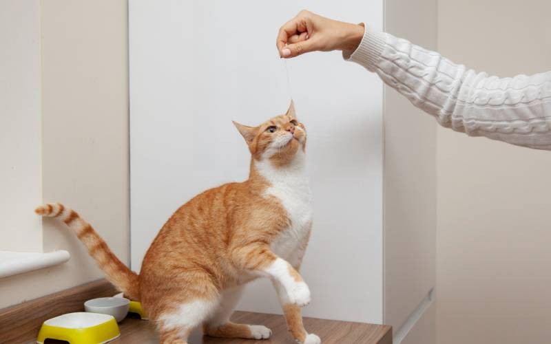 如何训练猫咪……？