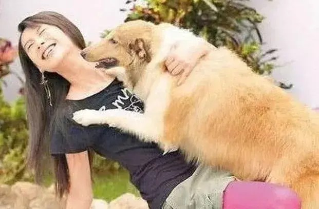 如何训练狗狗叼东西回来?几个技巧轻松搞定
