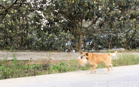 How to Train Your Dog ......?