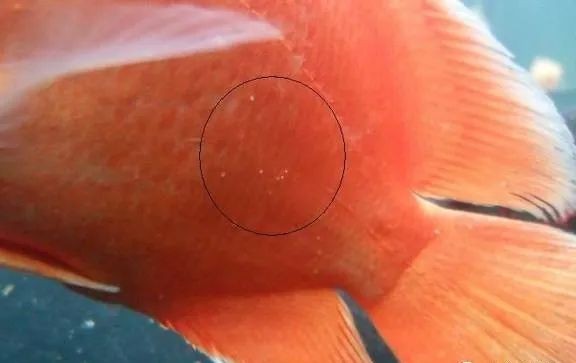 揭秘白点病:鹦鹉鱼的治疗方法及注意事项