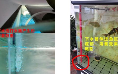底滤鱼缸还需要打氧吗？分 2 种情况处理