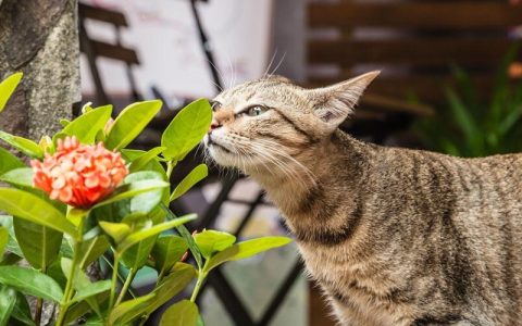 猫最害怕什么物品？猫最怕的 4 种东西 90% 的人都不知道！