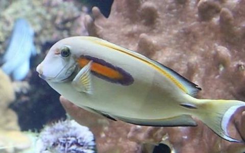 如何避免鱼缸寄生虫感染？预防鱼寄生虫的措施