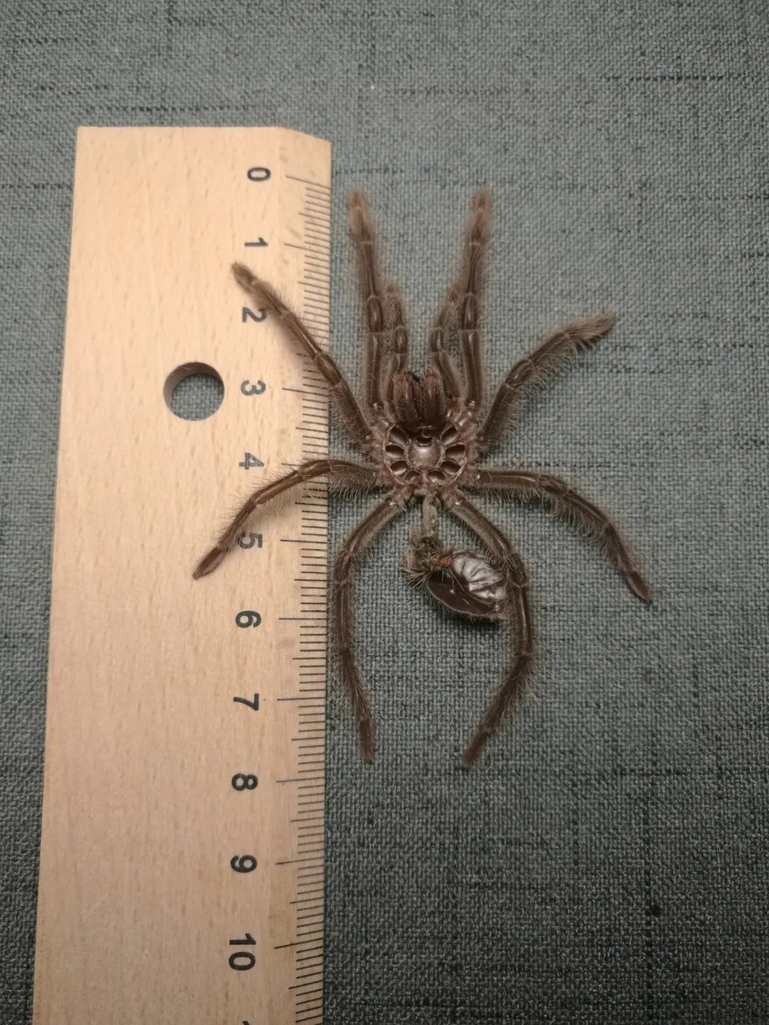 捕鸟蛛到底有多大?真实尺寸确实有点吓人