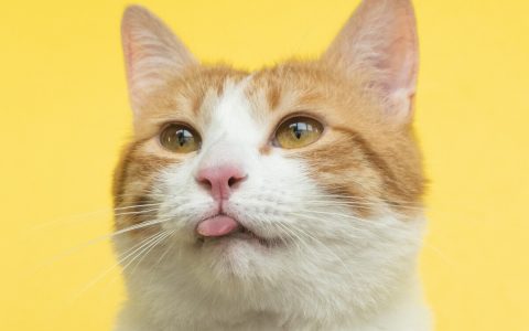 12 个热门猫咪品种优缺点大盘点，有没有你喜欢的类型？